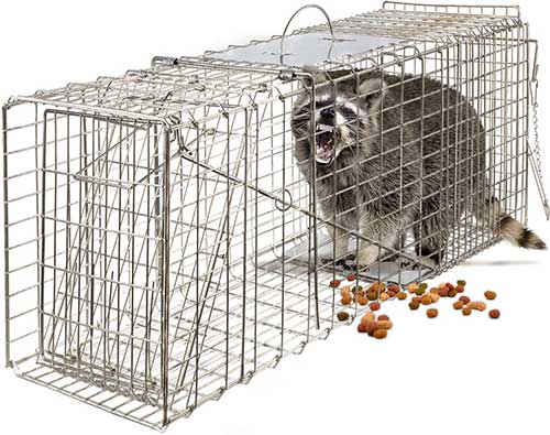 How to Get Rid of Groundhogs - 13 Best Ways in 2023