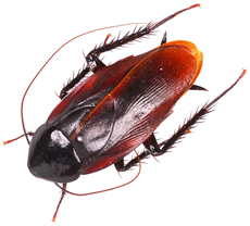 smokey brown cockroach