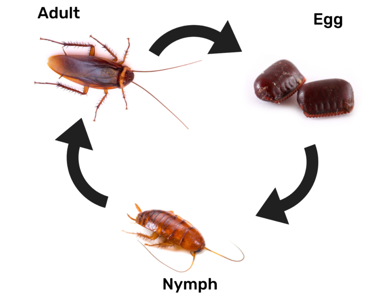 American Cockroach Life Cycle