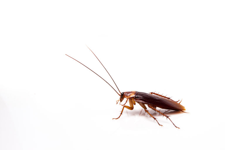 american cockroach white background