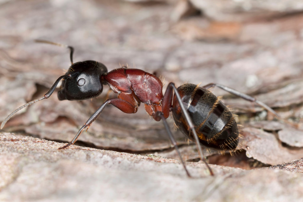 Carpenter ant, Camponotus herculeanus, Extreme close up