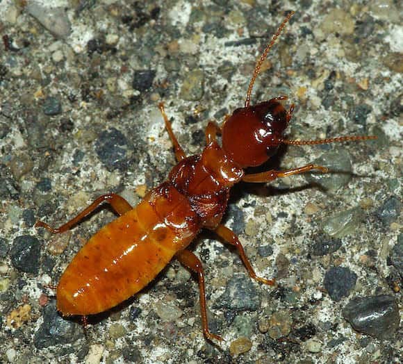 Dampwood-Termite-Adult