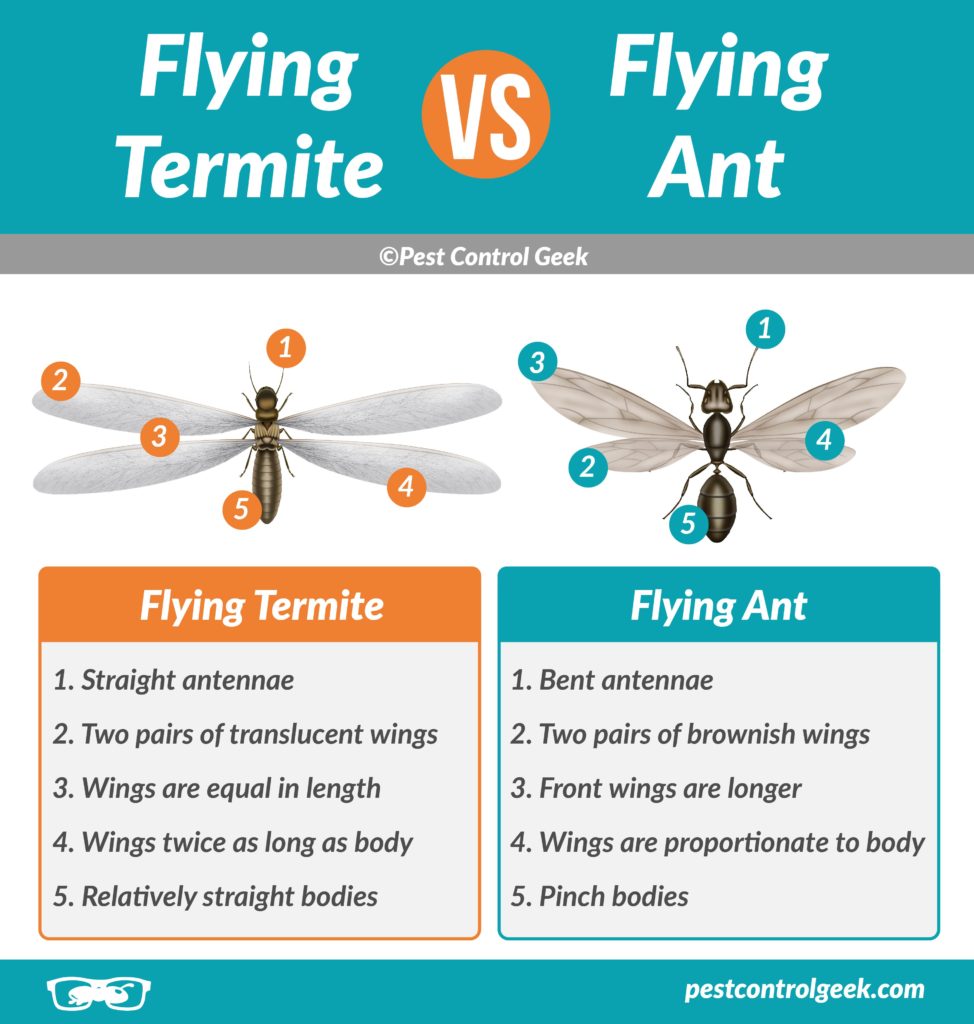 Flying Termite vs flying ant comparison chart