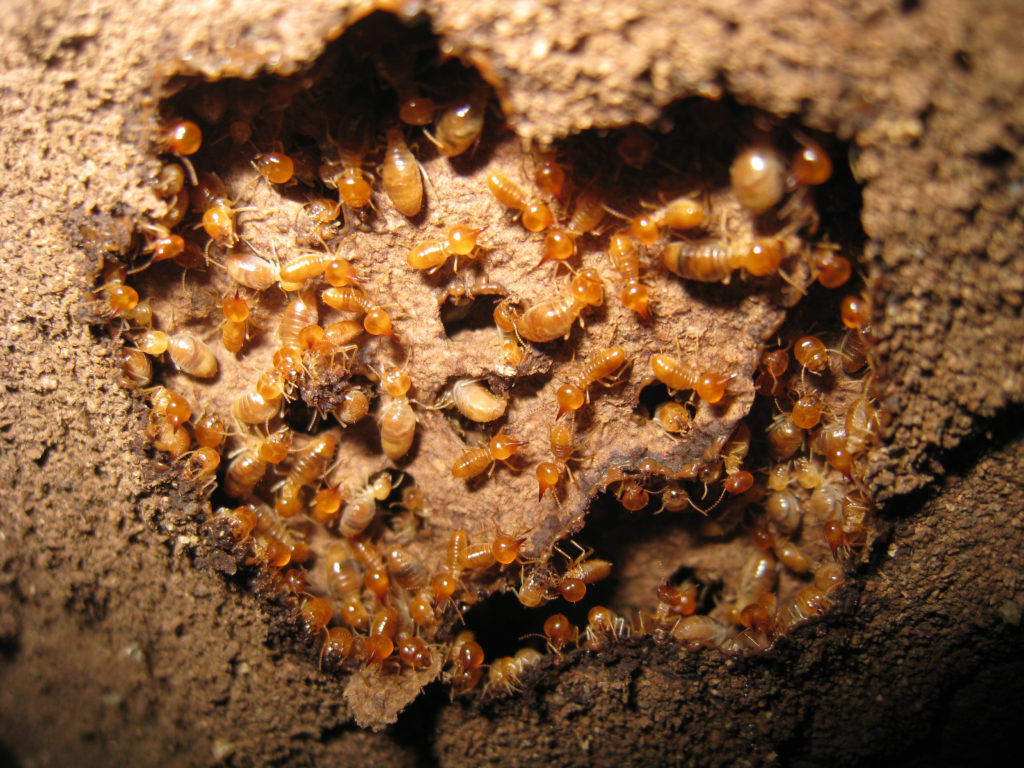 Subterranean termites nest
