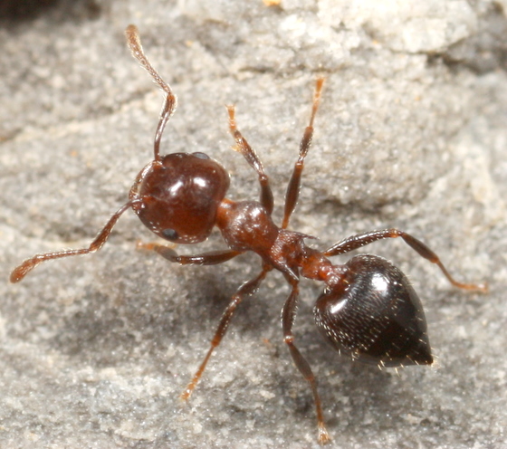 acrobat ant