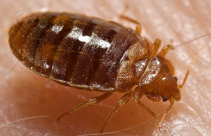 adult bed bug