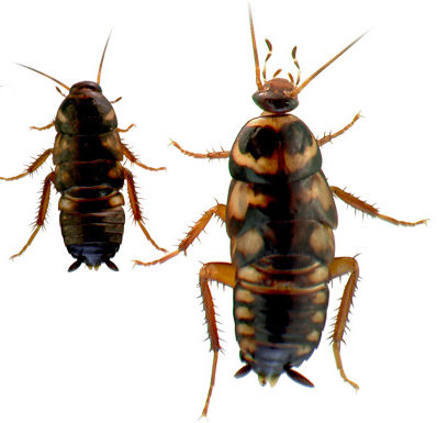 australian cockroach