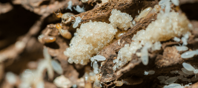 termite nymphs and babies