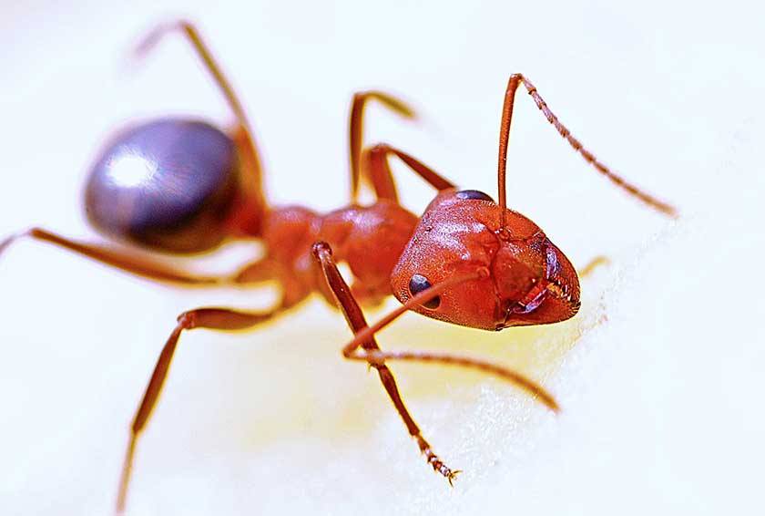 best ant killers