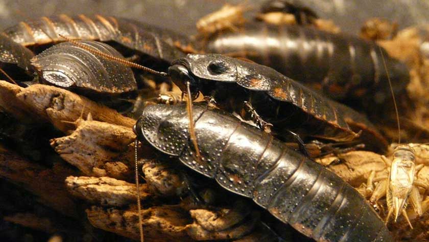 11 Best Roach Killers on the Market in 2022