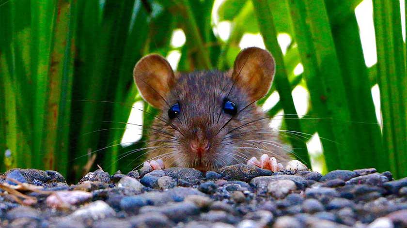 60 Pcs Strong Strength Rodent Rat Mouse Poison Block Bait Killer Pest Control 