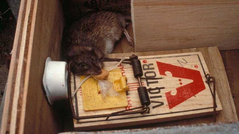 10 Best Rat Traps In 2023 According To An Exterminator