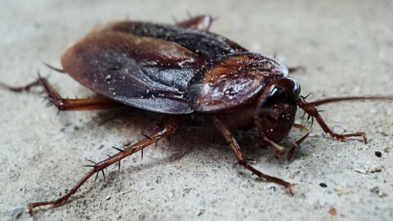 7 Bugs that Look Like Cockroaches & How to Tell the Difference (2022)