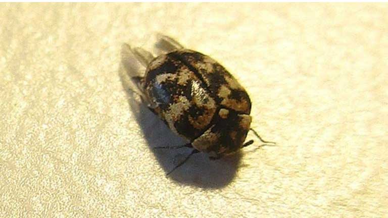 how to find the source of carpet beetles