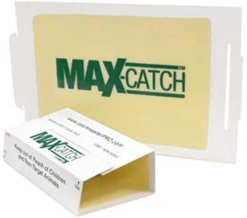 catchmaster max catch ant glue trap