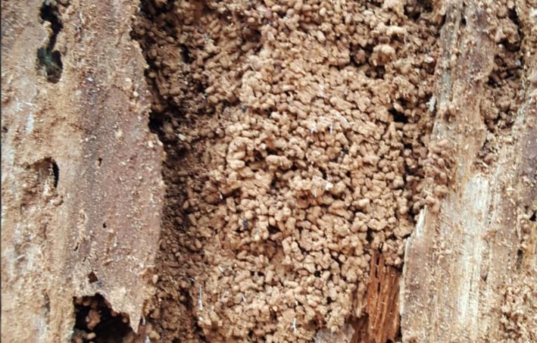 dampwood termite patches
