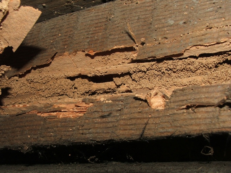 dampwood termite seals