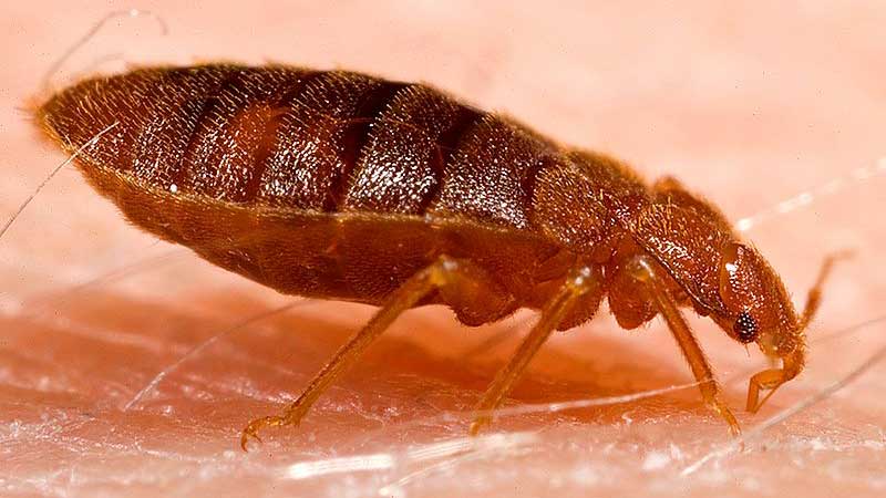 diatomaceous earth and killing bed bugs