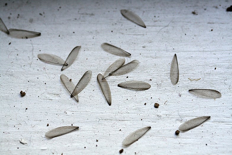 discarded-flying-termite-wings