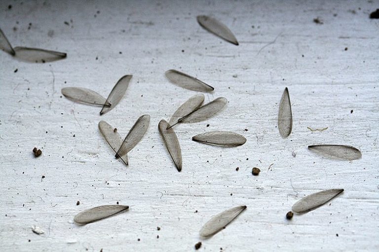 discarded flying termite wings