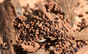 drywood termite dropping