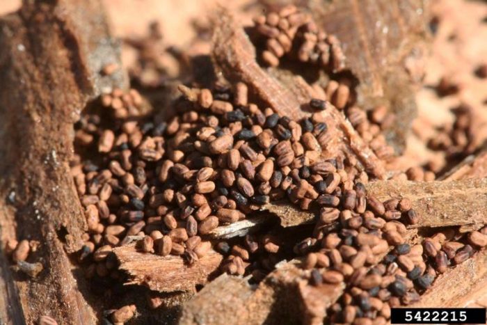 drywood termite dropping