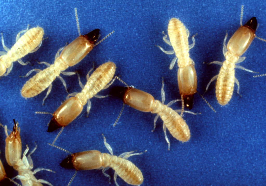 eastern subterranean termites