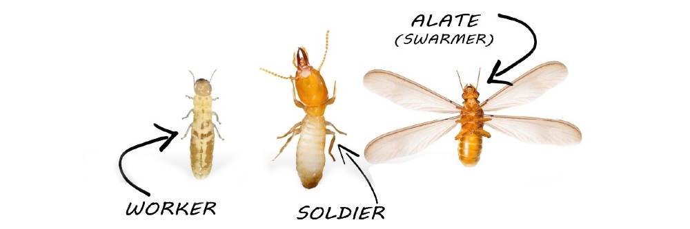 formosan termite worker, soldier and alete