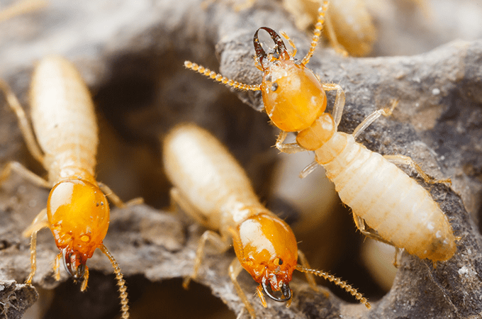 formosan-termites