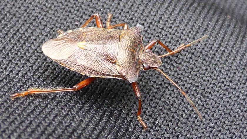 hot to get rid of stink bugs