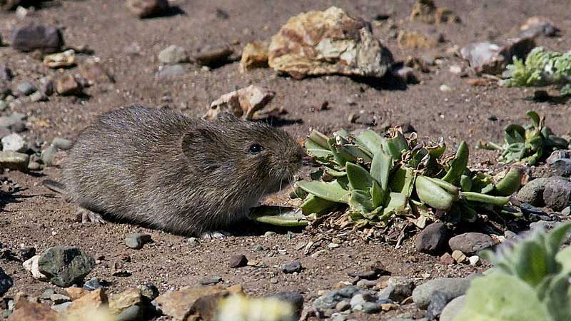 hot to get rid of voles