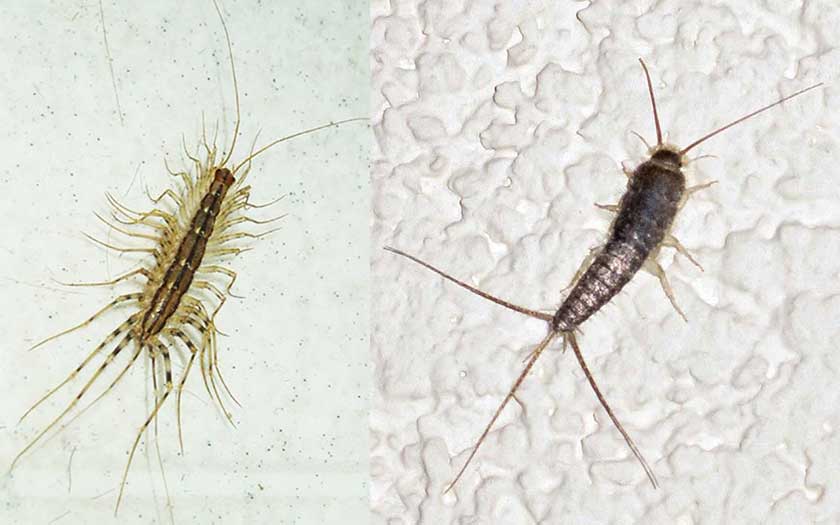 house centipede vs silverfish