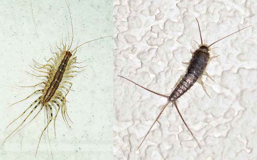 house centipede larva