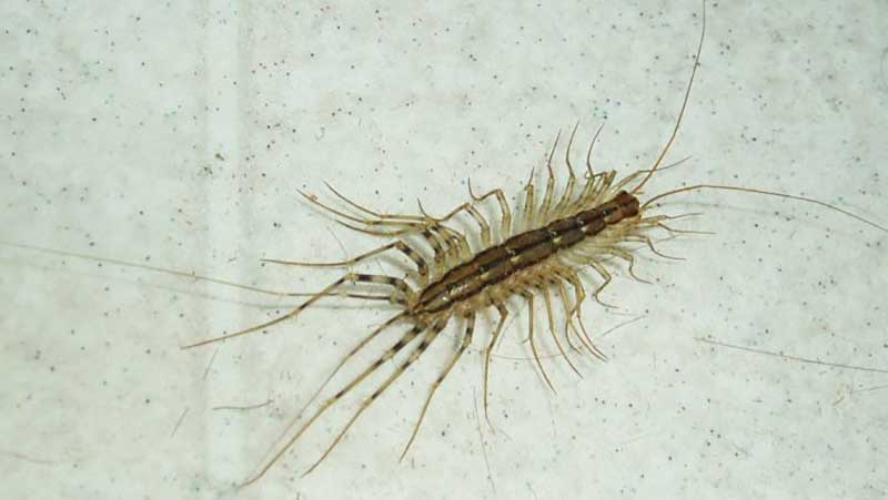 house centipede