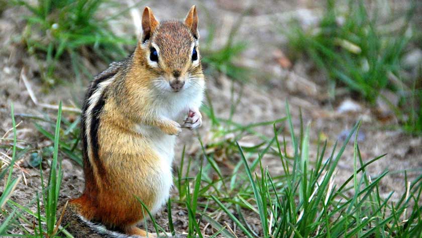 how to get rid of chipmunks