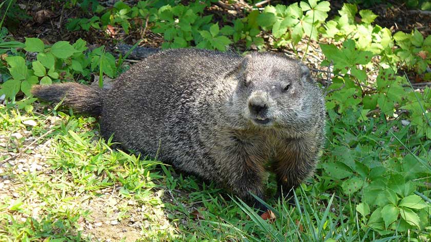 how to get rid of groundhogs