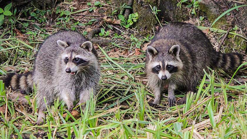 how to get rid of raccoons under deck