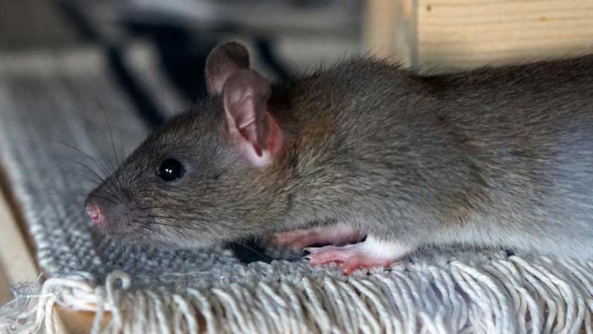 How to Get Rid of Rats Fast in 2022 (17 Best Ways)