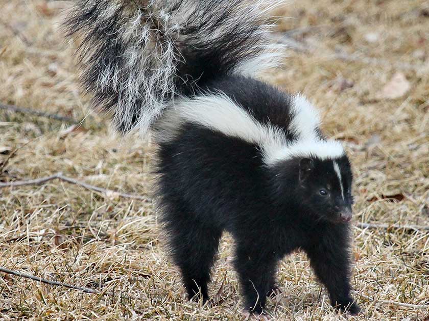 how to get rid of skunks