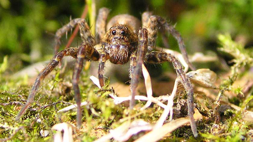 how to get rid of wolf spiders