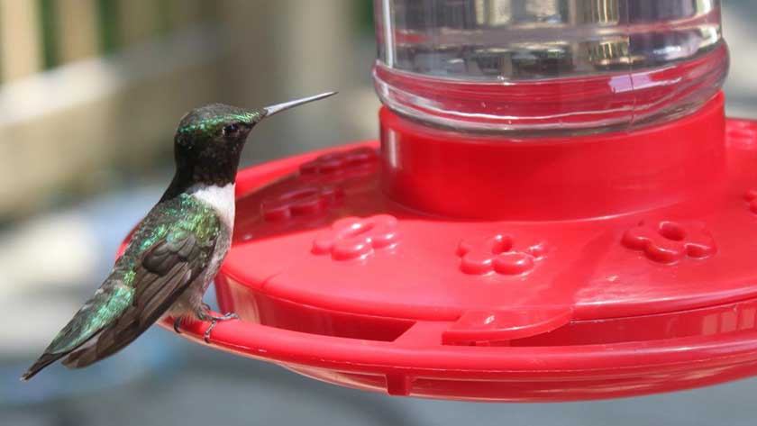 how to keep ants off hummingbird feeder