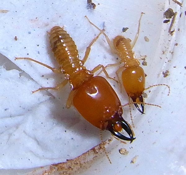 macrotermes termite