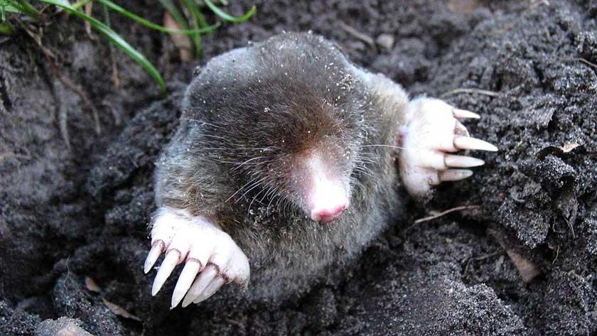 moles in the yard