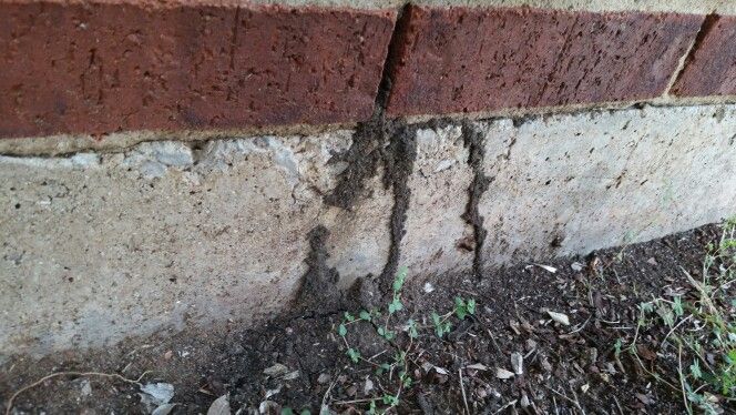 working tube termites