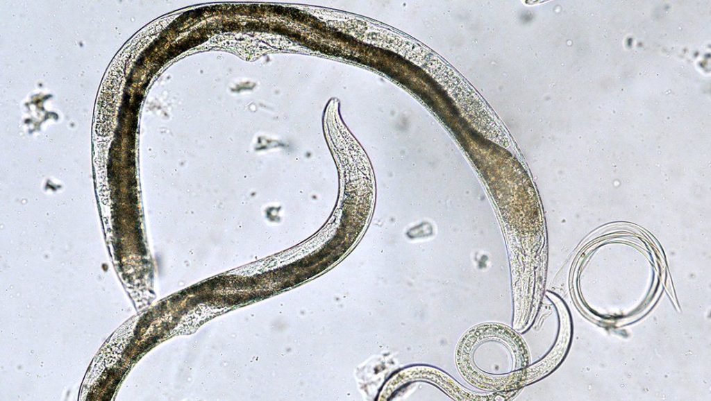 nematodes