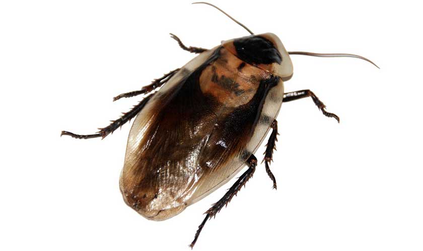 picture of cockroach