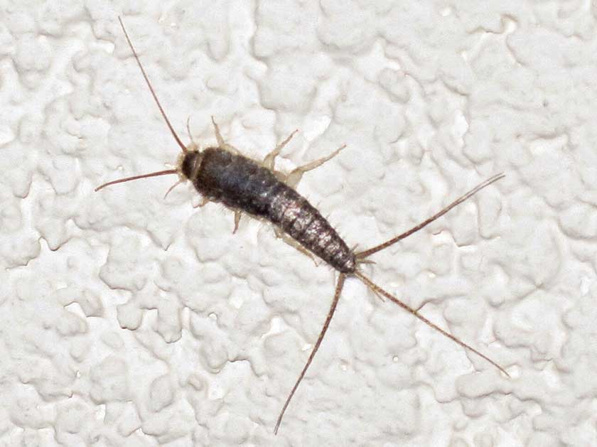 silverfish