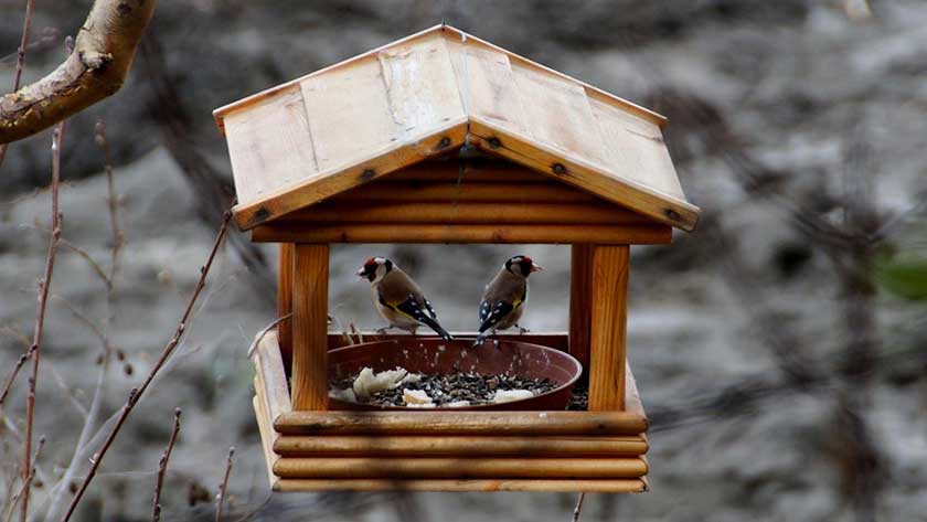 squirrel proof bird feeder