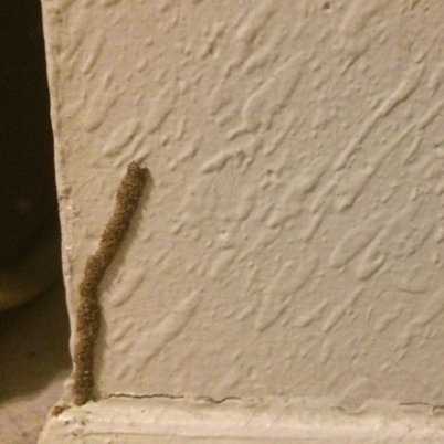 termite bubbing paint