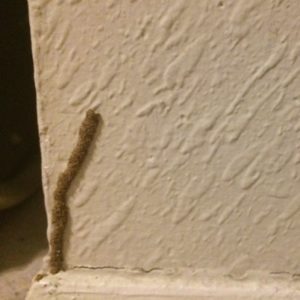 termite bubbing paint